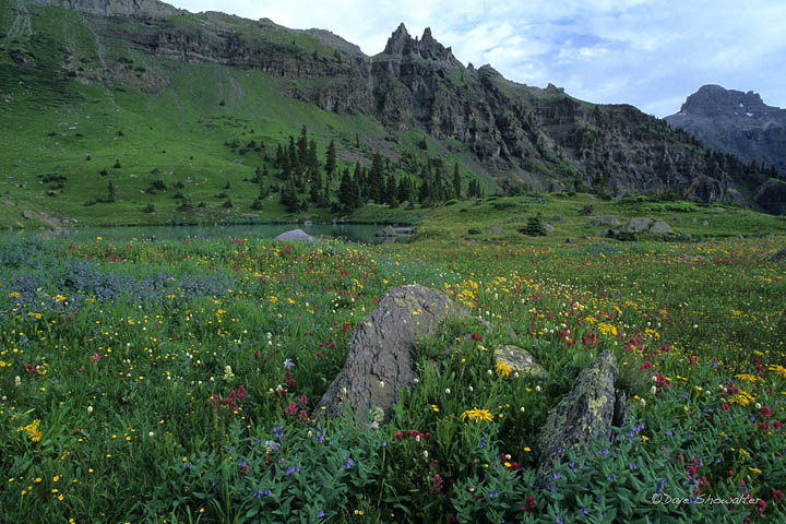 A distant Potosi Peak looms over a brilliant field of wildflowers in Silver Basin near the town of Ouray. The high altitude basins...